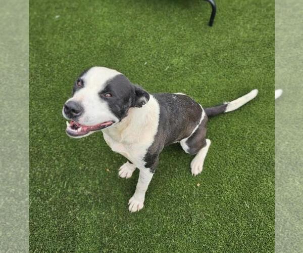 Medium Photo #5 Mutt Puppy For Sale in Rockwall, TX, USA