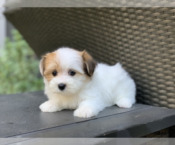 Medium Photo #5 Havanese Puppy For Sale in HOUSTON, TX, USA
