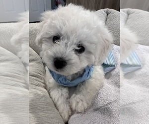 Maltipoo (Miniature) Puppy for sale in CASTRO VALLEY, CA, USA