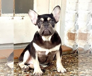 French Bulldog Puppy for sale in HOUSTON, TX, USA