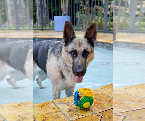 Medium Photo #1 German Shepherd Dog Puppy For Sale in Plantation, FL, USA