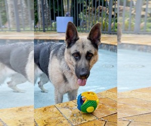 German Shepherd Dog Dogs for adoption in Plantation, FL, USA