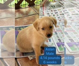 Chihuahua-Labrador Retriever Mix Dogs for adoption in Virginia Beach, VA, USA
