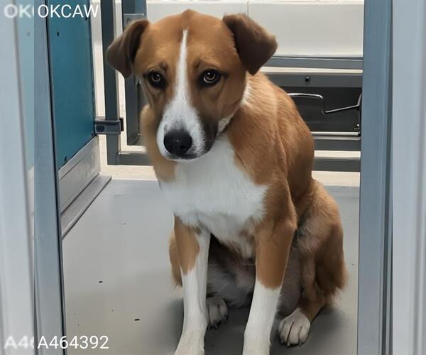 Medium Photo #1 Mutt Puppy For Sale in Oklahoma City, OK, USA