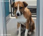Small Mutt