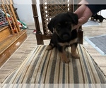 Small Photo #4 German Shepherd Dog Puppy For Sale in OREFIELD, PA, USA