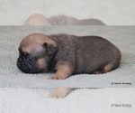 Small Photo #4 French Bulldog Puppy For Sale in WINNSBORO, TX, USA