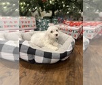 Puppy Puppy 1 Cavapoo