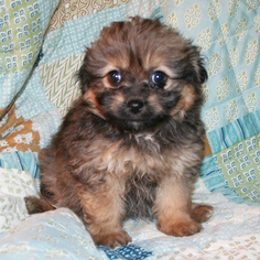 View Ad: Pomeranian-Poodle (Toy) Mix Puppy for Sale near Texas, CEDAR PARK, USA. ADN-31467