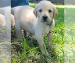 Small Photo #14 Golden Retriever Puppy For Sale in EDOM, TX, USA