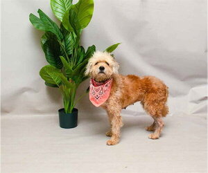 Poodle (Standard)-Unknown Mix Dogs for adoption in Sanford, FL, USA
