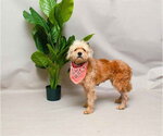 Small Poodle (Standard) Mix