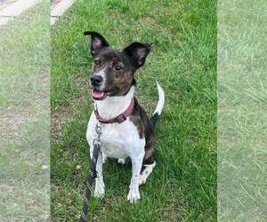 Coquito (Foster or Adopter needed!) - Male Pointer-Unknown Mix Dog for Adoption - Photo #3