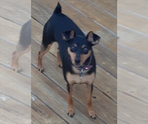 Miniature Pinscher Puppy for sale in ROGERS, AR, USA