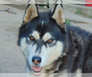 Fargo - Male Alusky Dog for Adoption - Photo #6