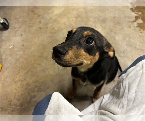 Medium Photo #1 Boxer-Unknown Mix Puppy For Sale in Pueblo, CO, USA