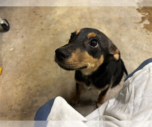 Boxer-Unknown Mix Dogs for adoption in Pueblo, CO, USA