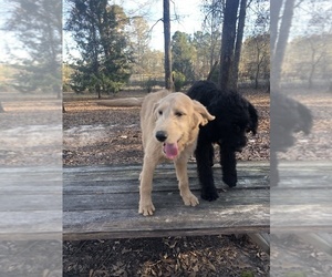 Labradoodle Puppy for sale in ROBERTA, GA, USA