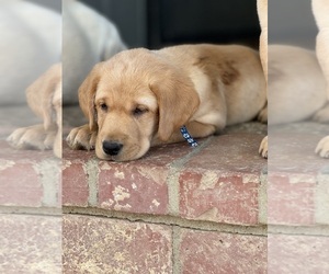 Labrador Retriever Puppy for sale in REDDING, CA, USA