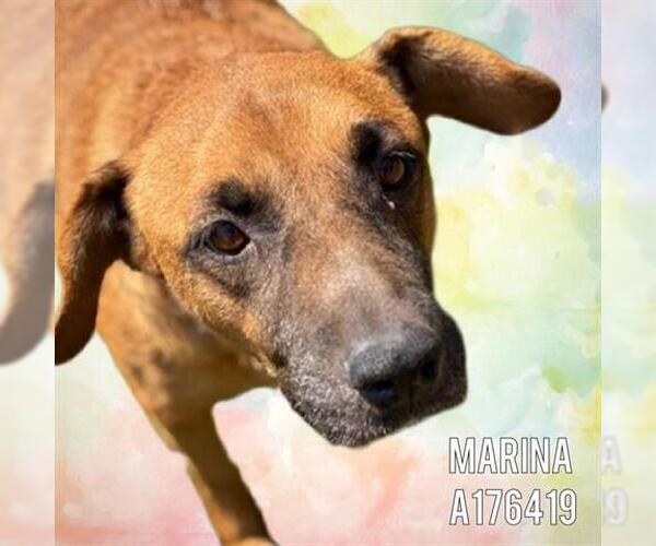 Medium Photo #1 Mutt Puppy For Sale in Tulsa, OK, USA