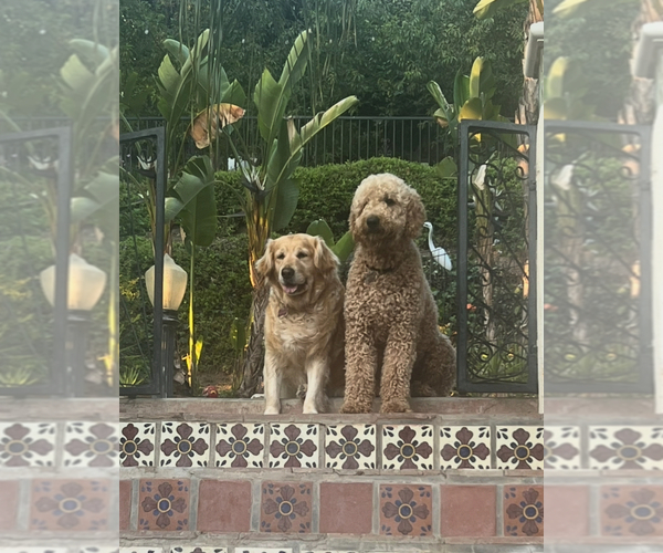 Medium Photo #1 Double Doodle Puppy For Sale in WEST COVINA, CA, USA