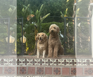 Father of the Double Doodle puppies born on 07/04/2025