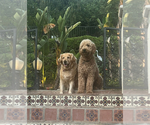 Small Photo #1 Double Doodle Puppy For Sale in WEST COVINA, CA, USA