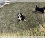 Small #2 Bernese Mountain Dog