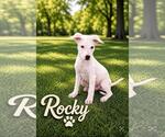 Small #3 Retriever  Mix