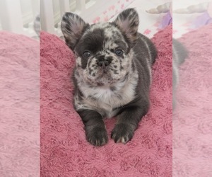 Medium French Bulldog