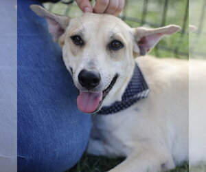LILA - Female Carolina Dog-Unknown Mix Dog for Adoption - Photo #2