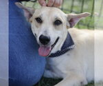 Small Photo #2 Carolina Dog-Unknown Mix Puppy For Sale in San Antonio, TX, USA