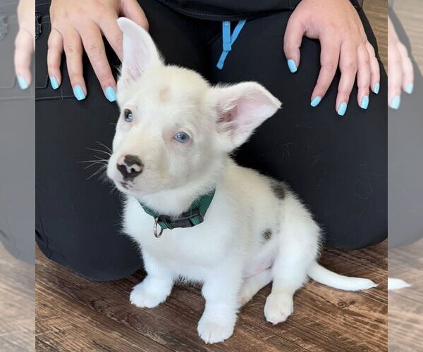 Medium Photo #2 Australian Shepherd-Welsh Corgi Mix Puppy For Sale in Claremore, OK, USA