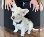 Small #1 Australian Shepherd-Welsh Corgi Mix