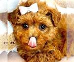 Puppy Puppy 4 Poodle (Toy)