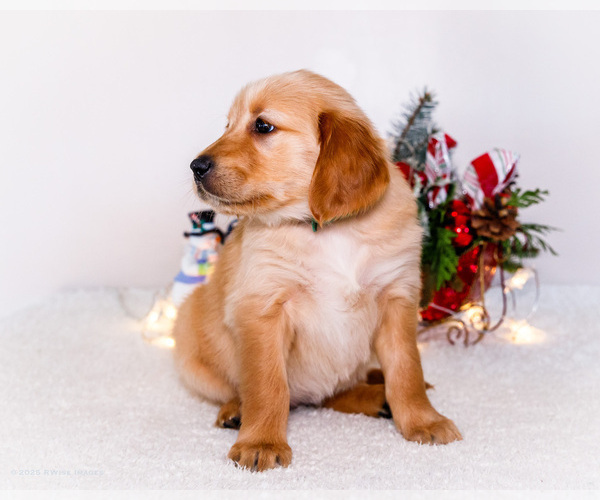 Medium Photo #8 Golden Retriever Puppy For Sale in WAKARUSA, IN, USA