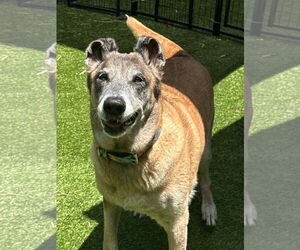 Mutt Dogs for adoption in Stevens Point, WI, USA