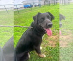 Small #1 Rottweiler Mix
