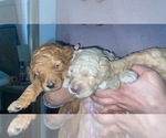 Small Photo #14 Goldendoodle Puppy For Sale in CHULA VISTA, CA, USA