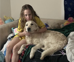 Mother of the Golden Retriever puppies born on 04/17/2025