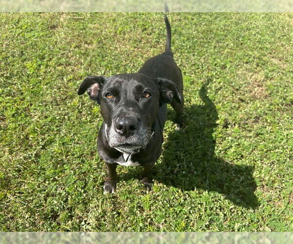 Medium Photo #2 Bull Terrier-Staffordshire Bull Terrier Mix Puppy For Sale in Ocala, FL, USA