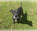 Small #1 Bull Terrier-Staffordshire Bull Terrier Mix