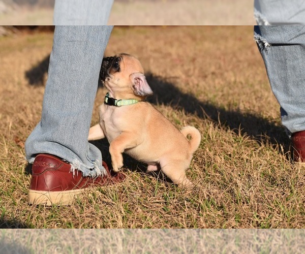 Medium Photo #3 Pug Puppy For Sale in PALM COAST, FL, USA
