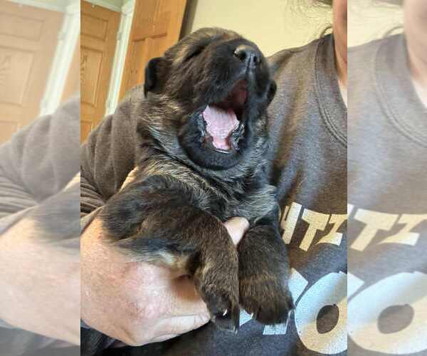 Medium Photo #2 German Shepherd Dog Puppy For Sale in NEWVILLE, PA, USA