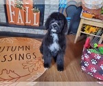 Small Photo #3 Bernedoodle Puppy For Sale in COLORADO SPRINGS, CO, USA
