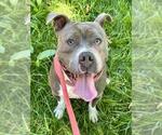 Small American Pit Bull Terrier