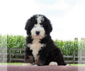 Bernedoodle Puppy for sale in PEACH BOTTOM, PA, USA