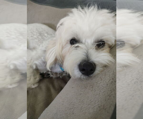 Medium Photo #3 Malchi Puppy For Sale in St. Louis Park, MN, USA