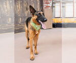Small #14 German Shepherd Dog Mix