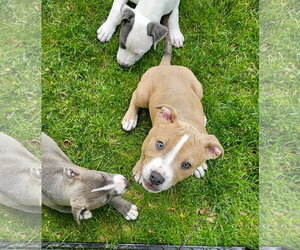 Mutt Dogs for adoption in Rockaway, NJ, USA